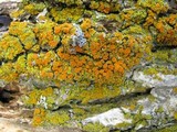 Oxneria fallax image