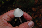 Entoloma sericellum image
