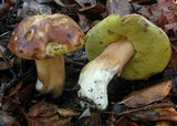 Boletus regineus image