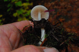 Entoloma sericellum image