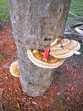 Ganoderma zonatum image