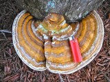 Ganoderma zonatum image