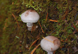 Cortinarius alboviolaceus image