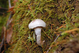 Cortinarius alboviolaceus image