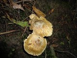 Inocybe corydalina image