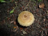 Inocybe corydalina image