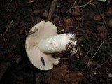 Inocybe corydalina image