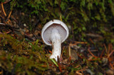 Cortinarius alboviolaceus image