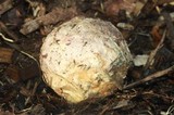 Phallus ravenelii image