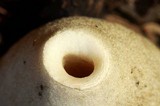 Phallus ravenelii image