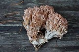 Ramaria botrytis image