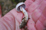 Cortinarius alboviolaceus image