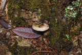 Gomphidius oregonensis image