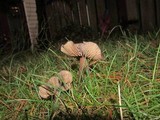 Entoloma sericeum image