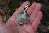Gomphidius oregonensis image