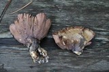 Gomphus clavatus image