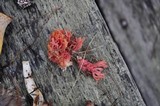 Ramaria araiospora image