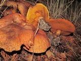 Suillus lakei image