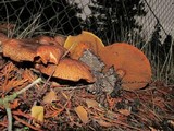 Suillus lakei image
