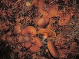 Suillus lakei image