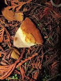 Suillus lakei image