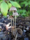 Psathyrella corrugis image
