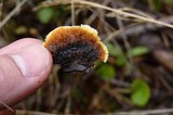 Gloeophyllum sepiarium image