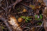 Psilocybe pelliculosa image