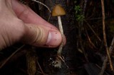 Psilocybe pelliculosa image