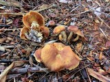 Gymnopilus pulchrifolius image