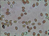 Gymnopilus pulchrifolius image