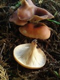 Lepista flaccida image