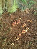 Lepista flaccida image