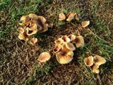 Lepista flaccida image