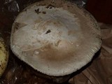 Amanita vernicoccora image