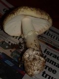 Amanita vernicoccora image