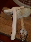 Amanita vernicoccora image