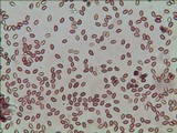 Gymnopilus sapineus image