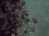 Gymnopilus sapineus image