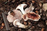Hygrophorus erubescens image