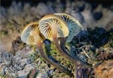 Xeromphalina cauticinalis image