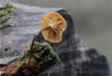 Xeromphalina cauticinalis image
