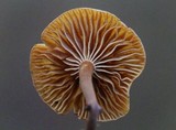 Xeromphalina cauticinalis image