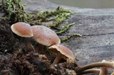 Xeromphalina cauticinalis image