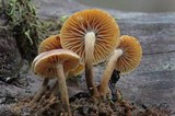 Xeromphalina cauticinalis image