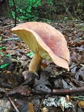 Lactarius volemus image