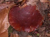 Boletus regineus image