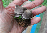 Tricholoma terreum image