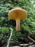 Phylloporus leucomycelinus image