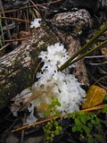 Tremella fuciformis image